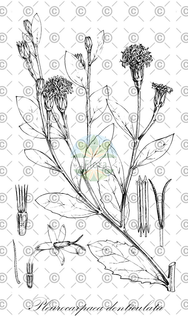 HistAbb_wfo-0000095649_1_ENZY_Simple | Historische Abbildung von Pleurocarpaea denticulata - Asteraceae | Historical Illustration of Pleurocarpaea denticulata - Asteraceae