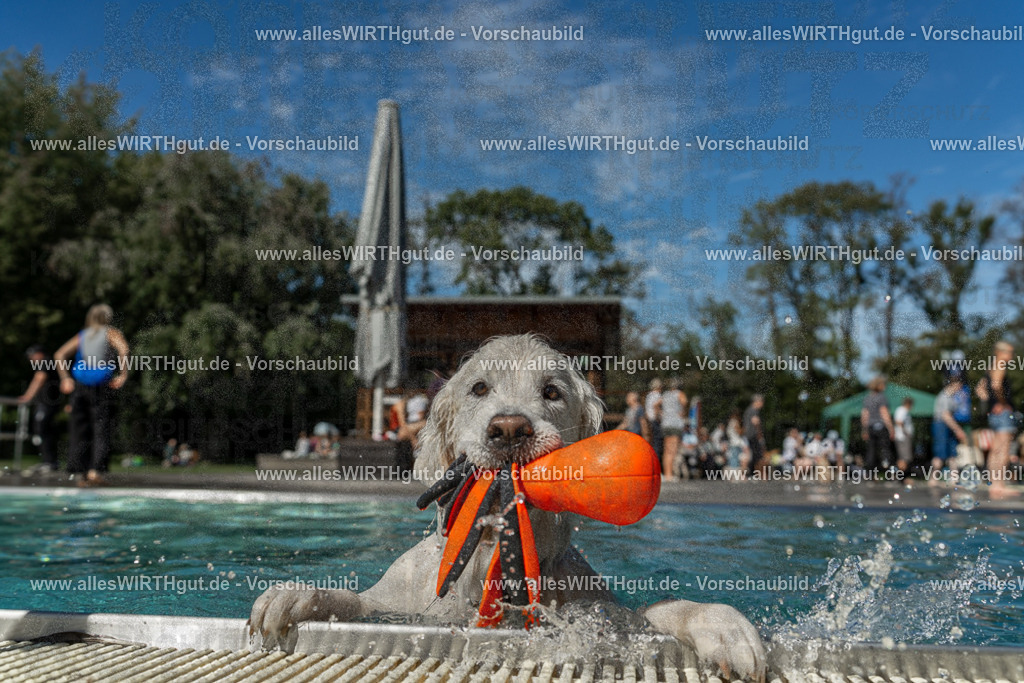 Hundeschwimmen_Volksbad_2026-allesWIRTHgut_Tierfotografie-2609061308-121805-7R500553 | Professionelle Tierfotografie in Mönchengladbach von Daniel Wirth (allesWIRTHgut). Liebevolle & natürliche Bilder von Hunden & Katzen für unvergessliche Erinnerungen.