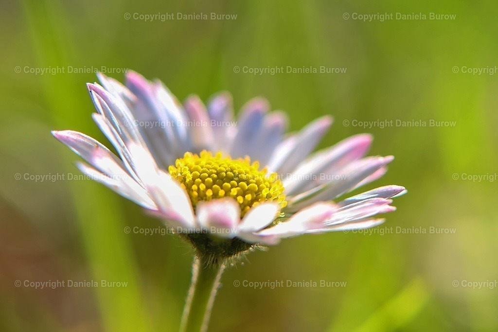 Gänseblümchen | danielaburow - Realisiert mit Pictrs.com