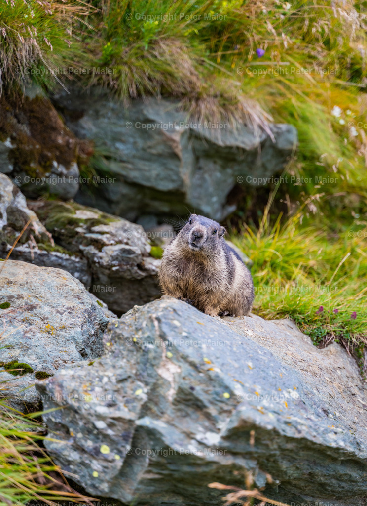 Murmel Galle 2021-7 | piet_flosse