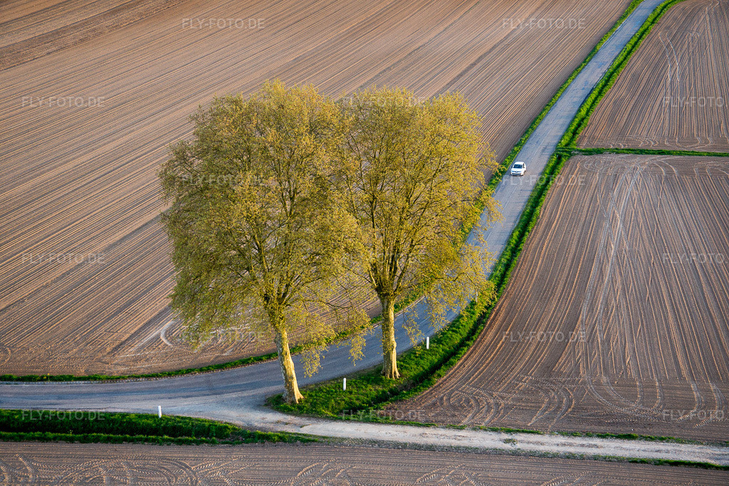 Luftbild: Baumreihe an einem Feldrand in Schleithal im Bundesland Bas-Rhin in Frankreich. Foto: IMG_078028.jpg vom 24.04.2015 durch Werner Riehm/FLY-FOTO.de