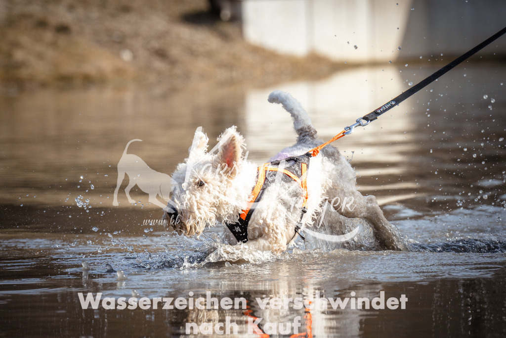 1159_ZZ97884 | kk-dogfotos