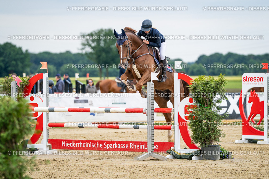 DSC05993 | Pferdegrafie