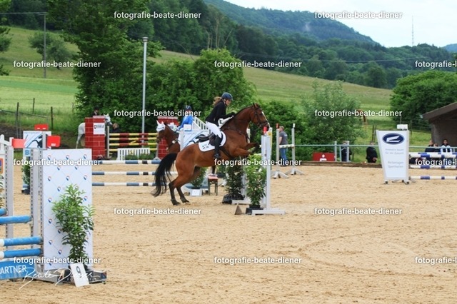 OHT1361 | Fotografie, Tiere, Hunde, Katzen, Pferde, Sportfotografie, Fotosession, Tierfotografie, Turnierfotografie, Fotografin, Fotograf - Realisiert mit Pictrs.com