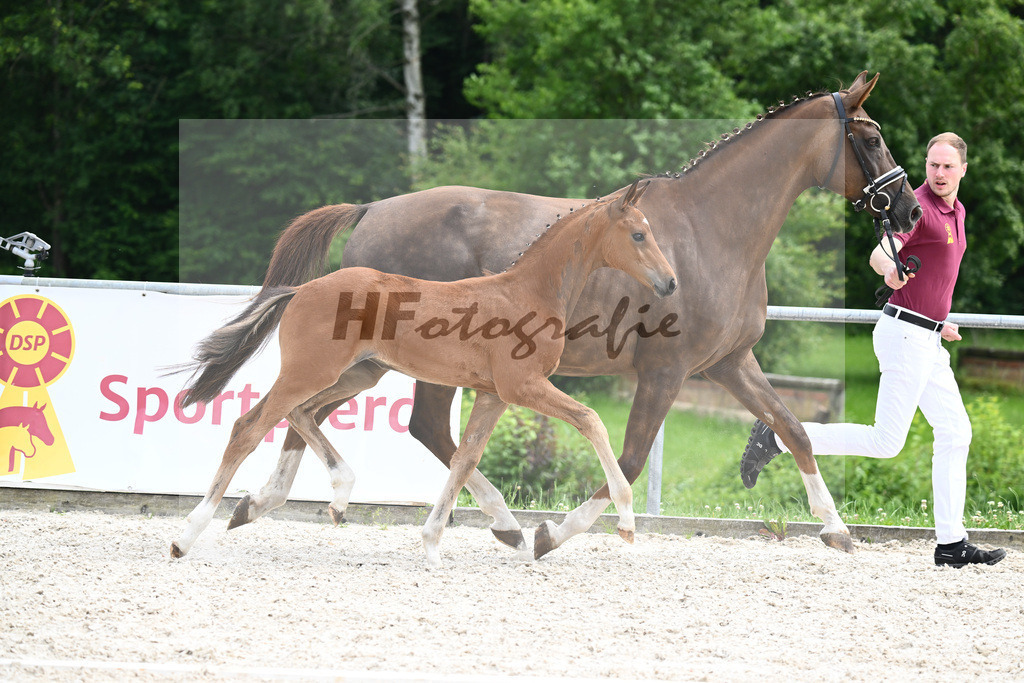 Sir Gribaldi x Florencio I_SF_Gestuet Greim_20240810 | hf-fotografie - Realizzato con Pictrs.com