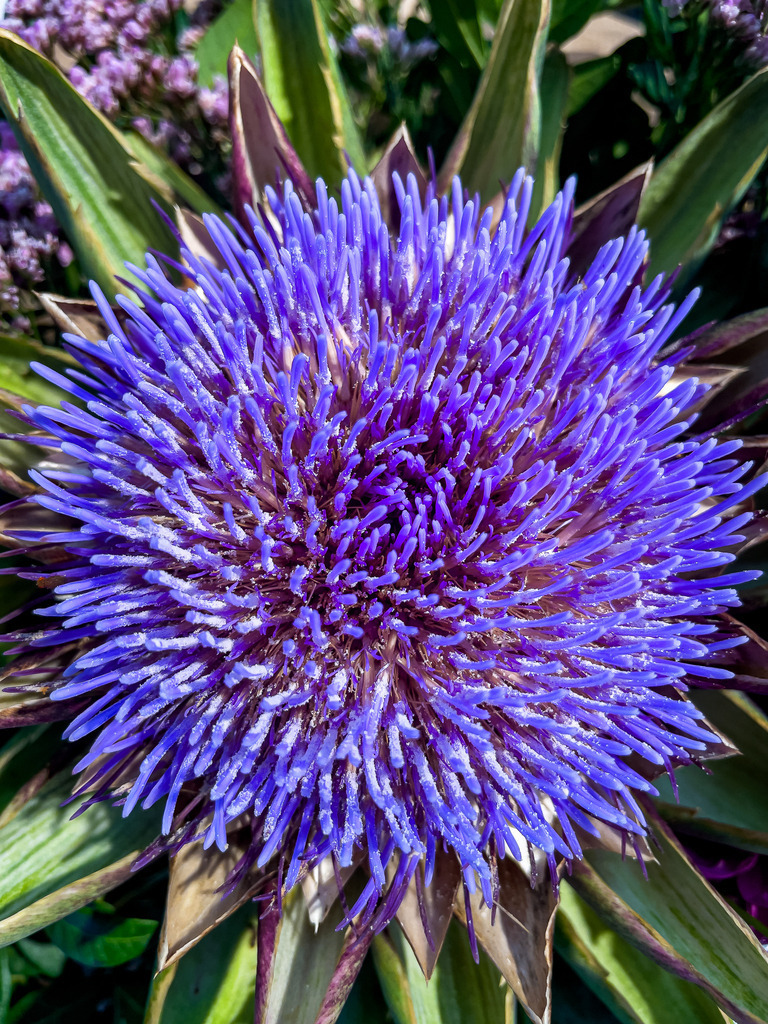 Wandbild Artischockenblüte Violett – Moderne Food Fotografie | Bringe moderne Eleganz und ein Hauch von mediterranem Flair in deine Räume! Diese beeindruckende Makroaufnahme fängt die filigrane, intensiv violette Blüte einer Artischocke in perfekter Detailschärfe ein. Die kraftvollen Lilatöne und die faszinierende mathematische Struktur der Blüte machen dieses Bild zu einem absoluten Kunstwerk für moderne Wandgestaltung. Ein stilvolles Highlight als hochwertiges Poster für die Küche, das Esszimmer oder gemütliche Restaurants und Cafés. Jetzt in Galerie-Qualität direkt im Fotografie-Shop von trendpulsecreator sichern! - Realisiert mit Pictrs.com