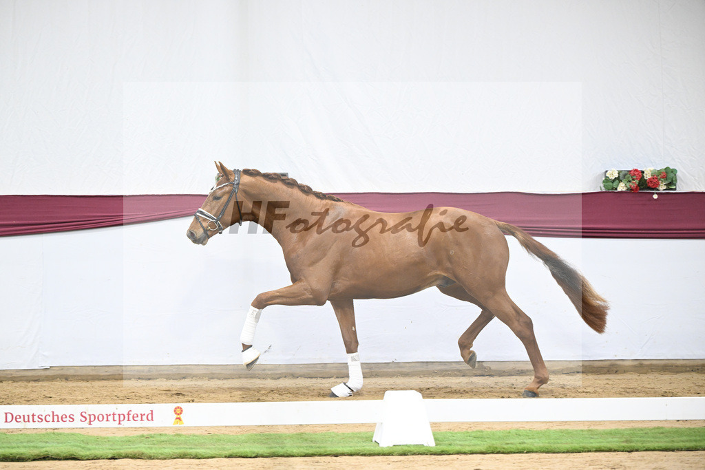 Kat-Nr. 107 Escanto PS x Vitalis_Angelina De Vittorio GmbH u Co. KG_47253436 | hf-fotografie - Realisiert mit Pictrs.com