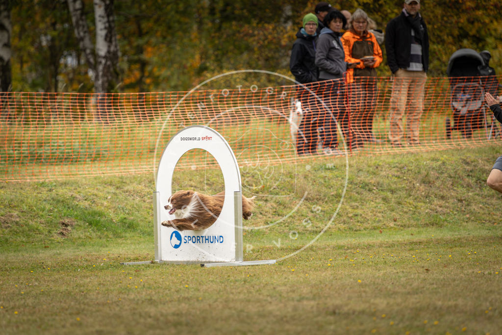 Pfotenfotografie_DV3A5823 | Hundefotografie, Tierfotograf, Pfotenfotografie, Fotoshooting Hund, Hunde Portrait, Hundesport, Hundeportraits, Heideshooting, Hunde, Sportfotograf, Hundefotograf, Turnierhundsport, THS,  - Realisiert mit Pictrs.com