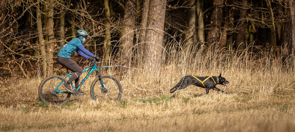 DV3A4602 | Hundefotografie, Tierfotograf, Pfotenfotografie, Fotoshooting Hund, Hunde Portrait, Hundesport, Hundeportraits, Heideshooting, Hunde, Sportfotograf, Hundefotograf, Turnierhundsport, THS,  - Realisiert mit Pictrs.com