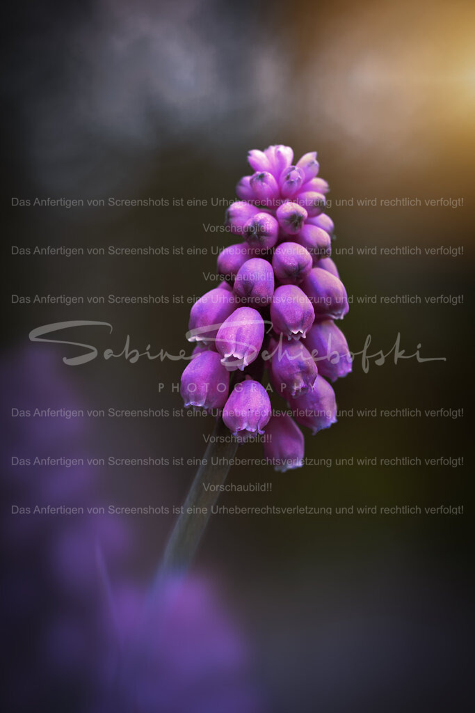 Traubenhyazinthe | pinke Traubenhyazinthe Nahaufnahme vor unscharfen hintergrund - Realisiert mit Pictrs.com