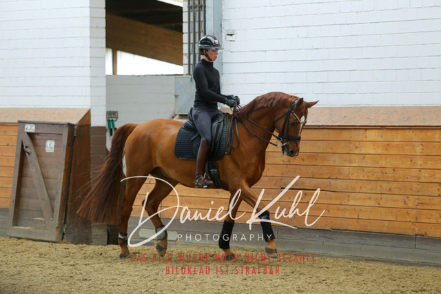 IMG_3884 | Turniersportfotografie; Pferdefotografie; Dressurfotografie