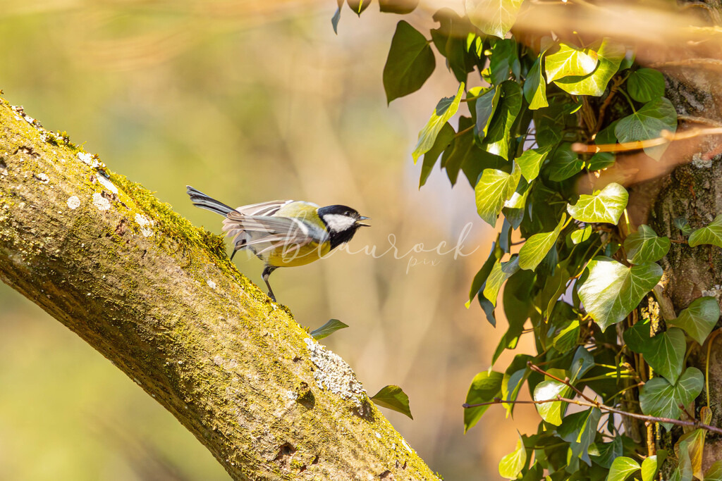 CN12--9 | Sportbilder, Sportfotograf, Hochzeits- und Eventfotografin, Flugshows, Portraits und Tiershooting, Aviation, Downhill, Nationalleague, Swissleague, International