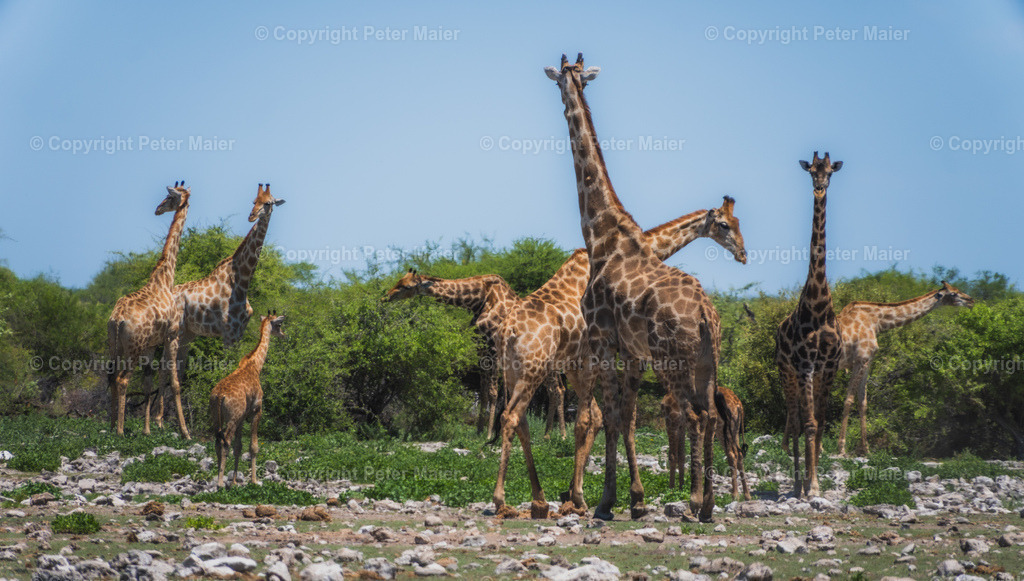 Etosha_Nationalpark_Namibia-927 | piet_flosse