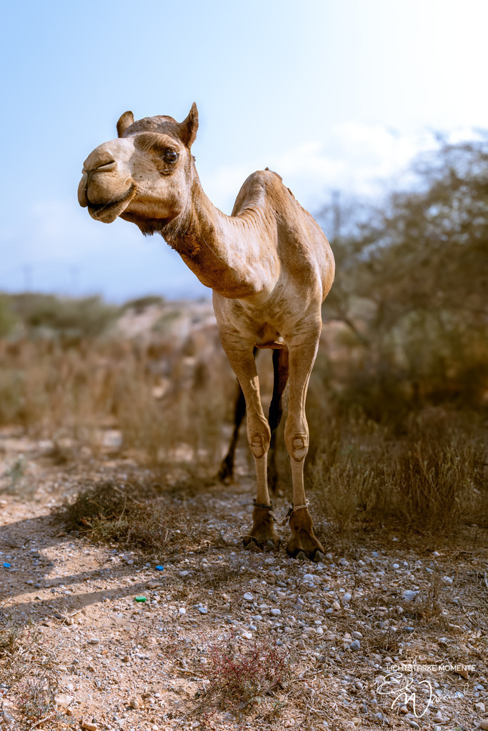 irgendwo zwischen Quriyat und Sur | Herzlich willkommen auf meiner Seite! Ich bin Elke Wallnisch, Deine Fotografin für lichtstarke Momente. Der Name steht für alles, was mich mit der Fotografie verbindet: Das Licht und seine machtvolle Wirkung auf eine Situation oder unsere Stimmung - Realisiert mit Pictrs.com