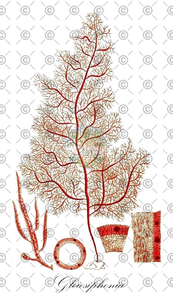 HistAbb_wfo-0000973720_1_ENZY_Simple | Historische Abbildung von Gloiosiphonia - Gloiosiphoniaceae (0) | Historical Illustration of Gloiosiphonia - Gloiosiphoniaceae (0)