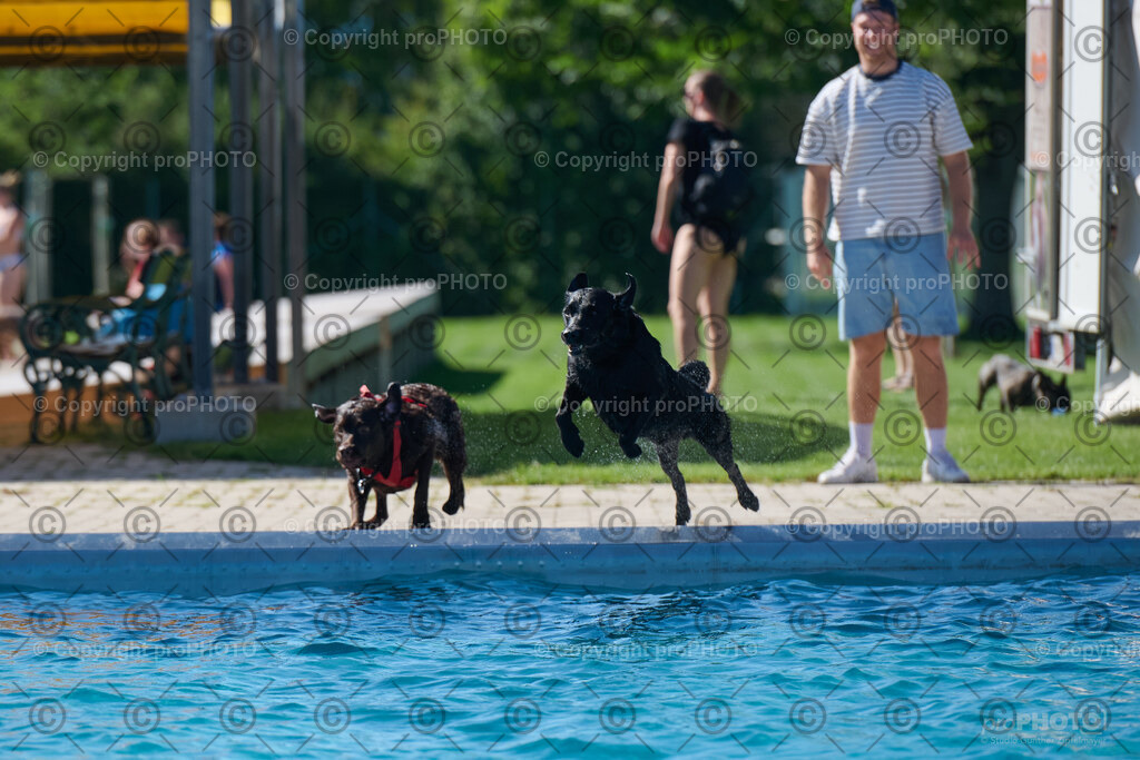 128_202509_4Hundebadetag_NZ9_2532 | proPHOTO - Realisiert mit Pictrs.com