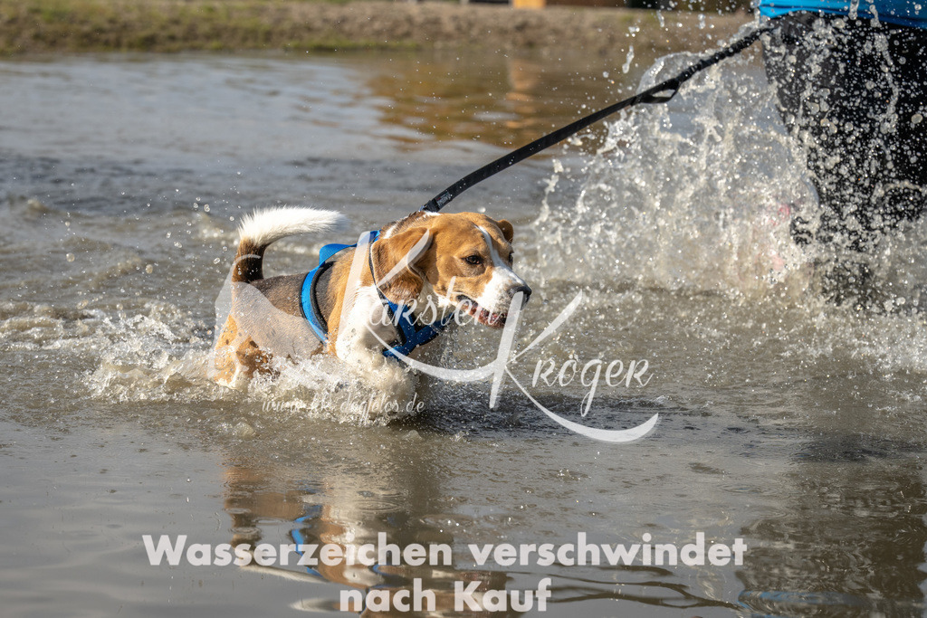 1202_ZZ94983 | kk-dogfotos
