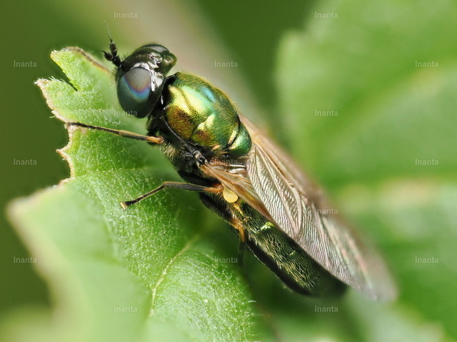 Grünglänzende Waffenfliege (Microchrysa polita) | Die Grünglänzende Waffenfliege (Microchrysa polita) ist eine 4–6 mm große, metallisch grün glänzende Waffenfliege. Sie gehört zur Familie der Stratiomyidae und wird häufig an feuchten Stellen oder auf Blättern beobachtet.
 –  – 
The Green Soldier Fly (Microchrysa polita) is a 4–6 mm metallic green soldier fly. It belongs to the family Stratiomyidae and is commonly found in damp places or on leaves. - Realisiert mit Pictrs.com