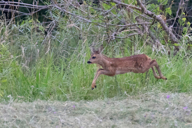 20175 | Tierfotografie, Tierkalender, Tierbilder, Insekten, Spinnen, Vögel, Schmetterling, Libellen, Leinwand, Colorkey, Qualität, Geschenkartikel, Geschenk - Realisiert mit Pictrs.com