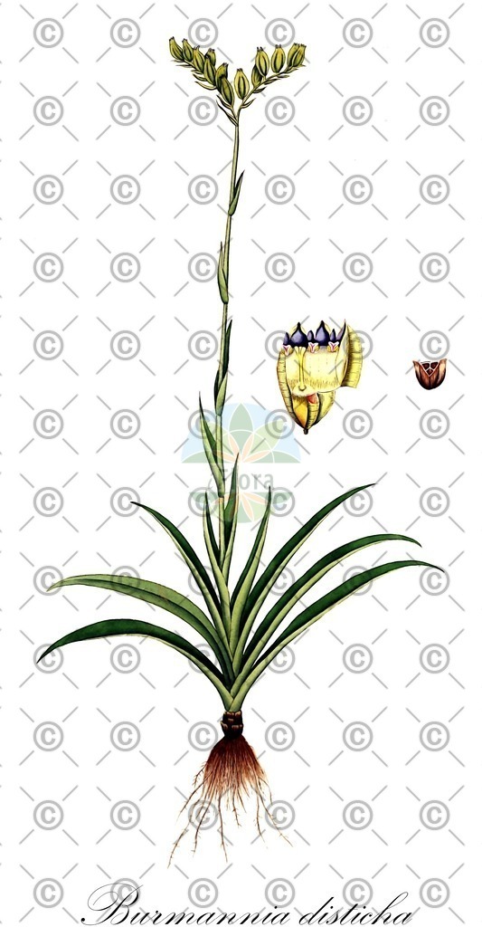 HistAbb_wfo-0000826123_1_ENZY_Simple | Historische Abbildung von Burmannia disticha - Burmanniaceae | Historical Illustration of Burmannia disticha - Burmanniaceae