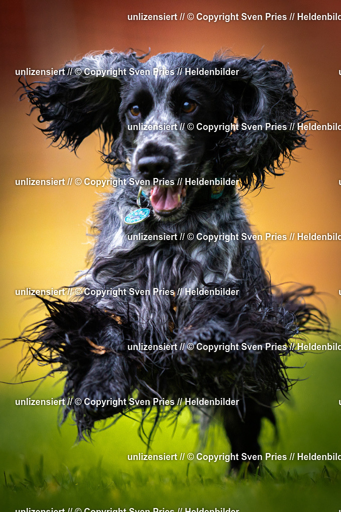 Sven Pries | 2025-09-21 - Hunderennen Baden-Oos - Realisiert mit Pictrs.com