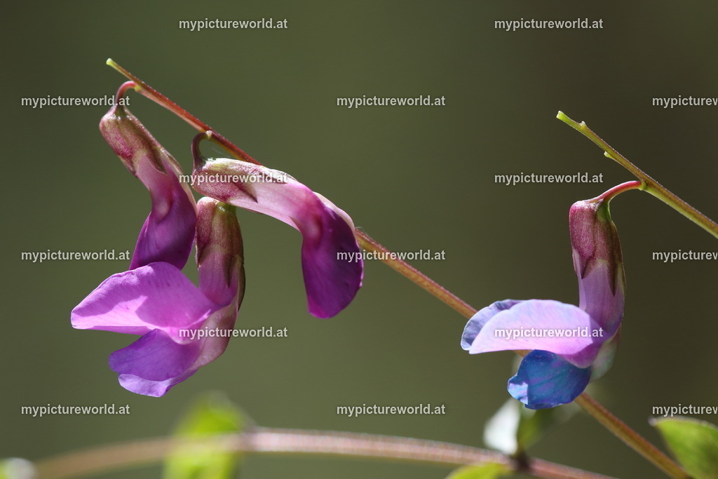 Frühlings-Platterbse-004 | Das Bilderarchiv über Tiere, Planzen und Landschaften. In der Bilddatenbank finden Sie ein große Auswahl an hochwertigen Bilder für Ihre Werbung - Realisiert mit Pictrs.com