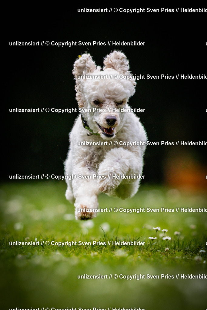 Sven Pries | 2025-05-29 - Pudelrennen KA-Durlach - Realisiert mit Pictrs.com