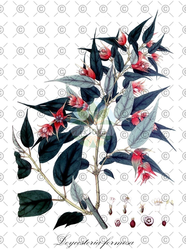 HistAbb_wfo-0000099345_1_SIMPLE | Historische Abbildung von Leycesteria formosa - Caprifoliaceae | Historical Illustration of Leycesteria formosa - Caprifoliaceae