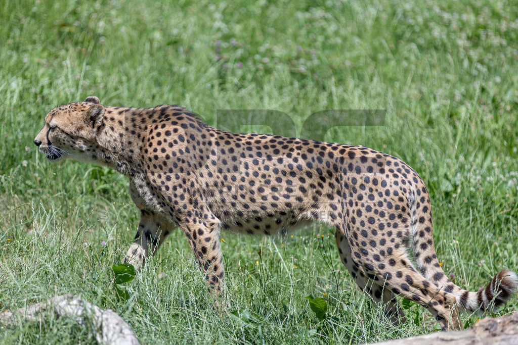 Gepard in Bewegung | Ein Gepard durchstreift das hohe Gras. Kraft, Eleganz und Geschwindigkeit vereinen sich in diesem Moment der Wildtierfotografie. - Realisiert mit Pictrs.com