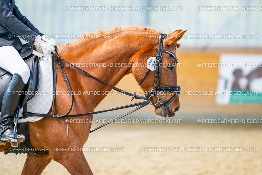 DSC03519 | Pferdegrafie