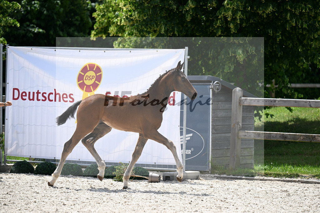 Kat-Nr. 33 Escaneno x De Niro_HF_Vierl_15250875 | hf-fotografie - Realisiert mit Pictrs.com