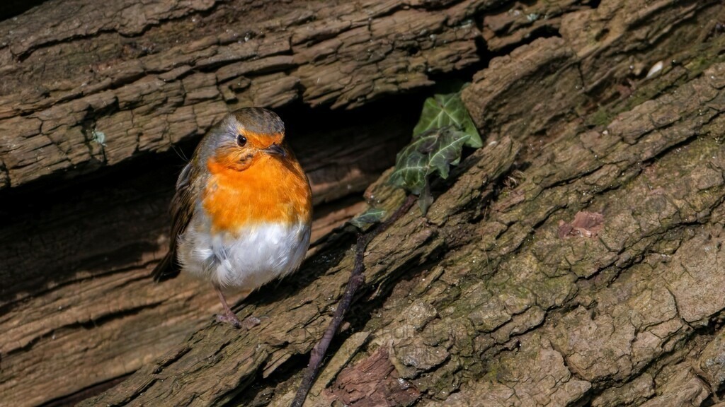 P1004044-Bearbeitet-2024-LR | Natur im Moment - Realisiert mit Pictrs.com