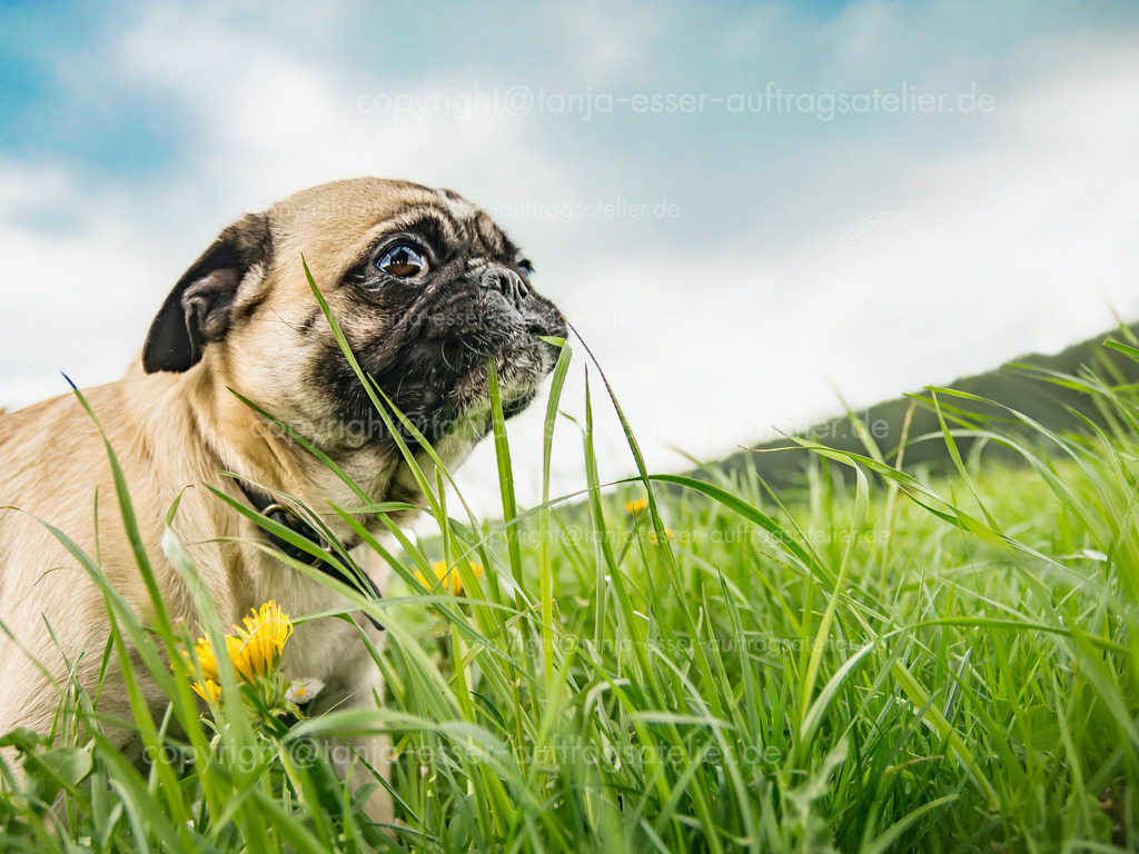 Mops frisst Grashalm | Mops frisst Grashalm. Witzige Nahaufnahme auf einer saftigen leckeren grünen Wiese mit Löwenzahnblumen. 