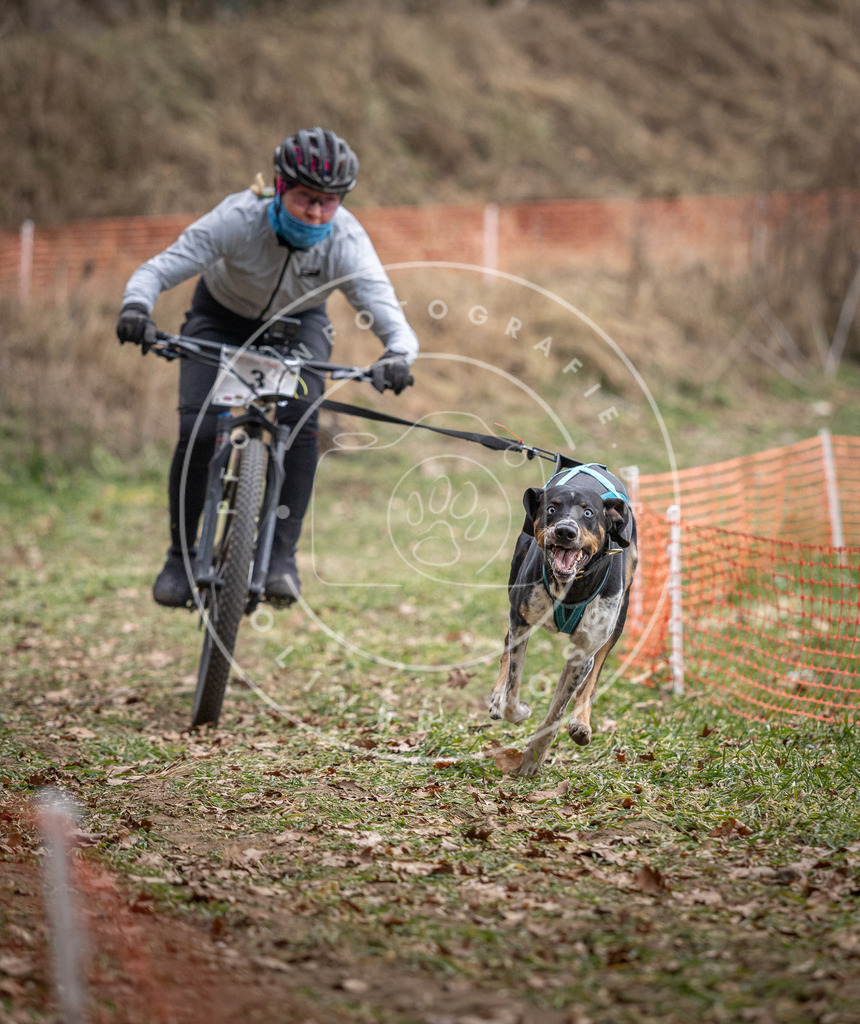 Pfotenfotografie_DV3A6216 | Hundefotografie, Tierfotograf, Pfotenfotografie, Fotoshooting Hund, Hunde Portrait, Hundesport, Hundeportraits, Heideshooting, Hunde, Sportfotograf, Hundefotograf, Turnierhundsport, THS,  - Realisiert mit Pictrs.com