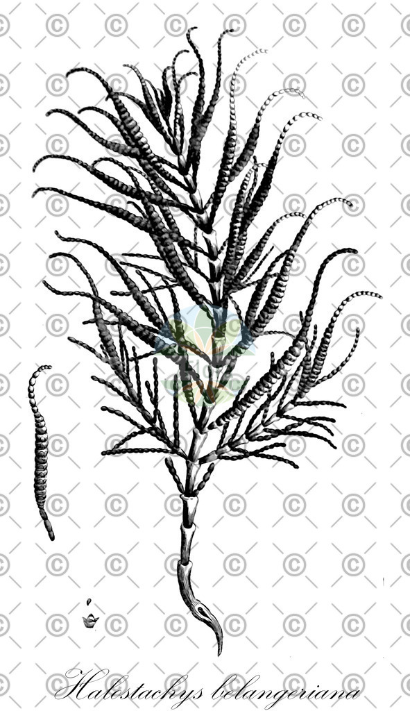 HistAbb_wfo-0000715230_1_ENZY_Simple | Historische Abbildung von Halostachys belangeriana - Amaranthaceae | Historical Illustration of Halostachys belangeriana - Amaranthaceae