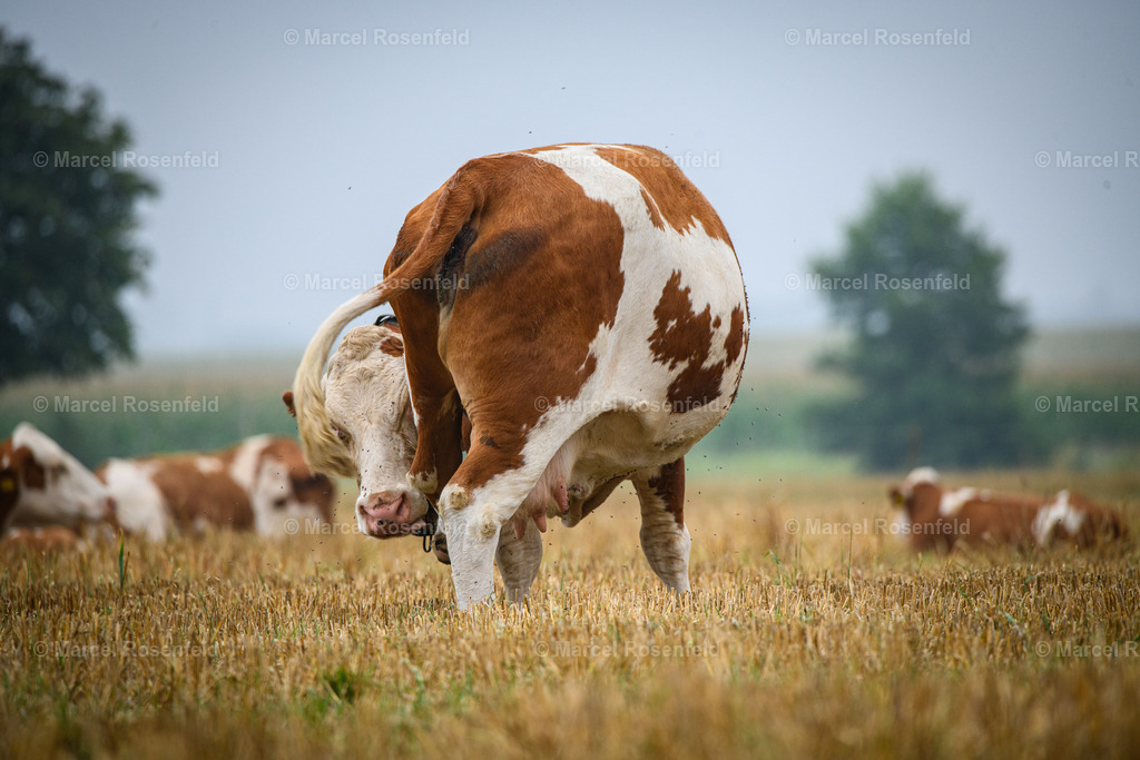 _DSC2703 | foto-rosenfeld
