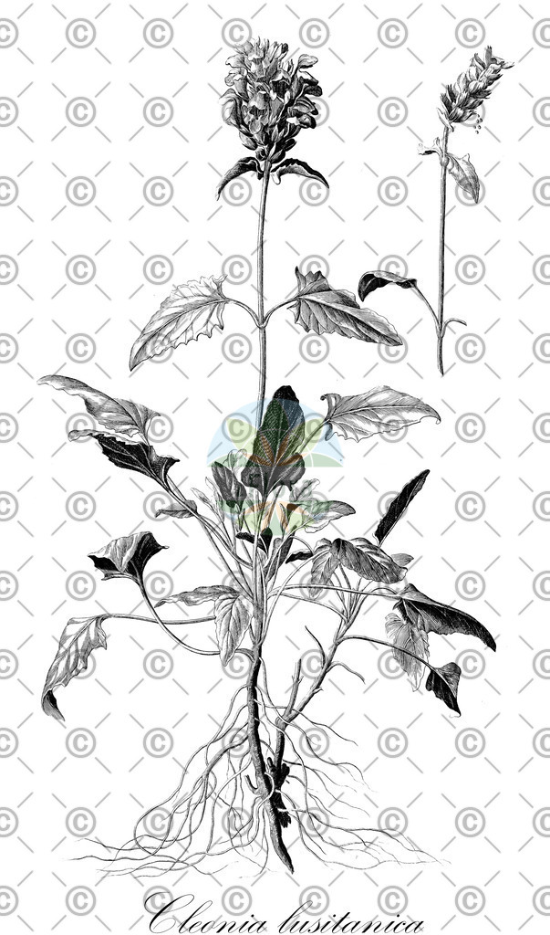 HistAbb_wfo-0001294458_1_ENZY_Simple | Historische Abbildung von Cleonia lusitanica - Lamiaceae | Historical Illustration of Cleonia lusitanica - Lamiaceae