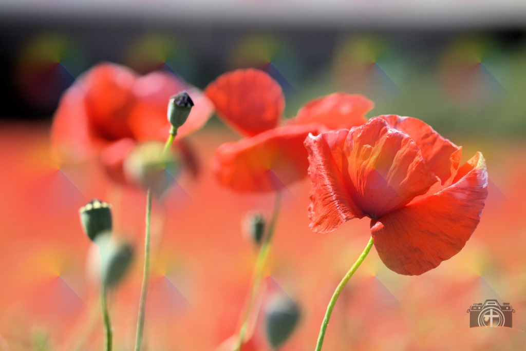 BW-Mohn-0002 | Entdecken Sie eine vielfältige Auswahl individueller Fotos zum Kauf auf picturalux.de. Finden Sie hochwertige Bilder für Ihre Projekte, die Ihre Botschaft perfekt unterstreichen. Stöbern Sie jetzt und verleihen Sie Ihren Inhalten das gewisse Etwas! - Realisiert mit Pictrs.com