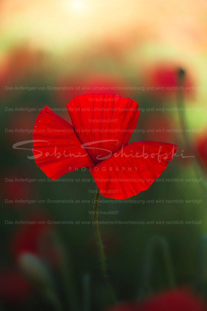 Mohnblüte im Abendlicht | Exklusive Naturfotografie für stilvolle Wanddekoration ★ Premium Wandbilder Made in Germany ✔️ FineArt Drucke & Downloads ✔️ Brillante Farben, höchste Qualität & weltweiter Versand ✔️ - Realisiert mit Pictrs.com