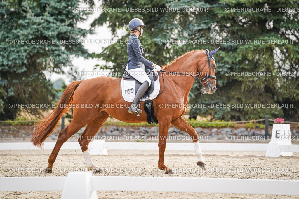 DSC00477 | Pferdegrafie