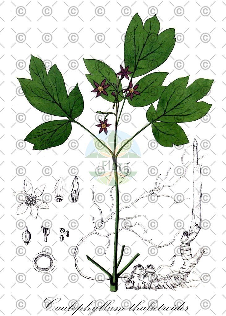 HistAbb_wfo-0001429016_1_ENZY_Simple | Historische Abbildung von Caulophyllum thalictroides - Berberidaceae (Wiesenrautenähnliche Indianer-Blaubeere;Frauenwurzel;Indianerwiege) | Historical Illustration of Caulophyllum thalictroides - Berberidaceae (blue cohosh;caulophylle faux-pigamon;papoose-root)