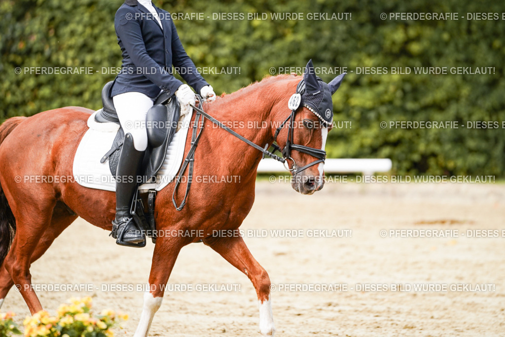 DSC03786 | Pferdegrafie