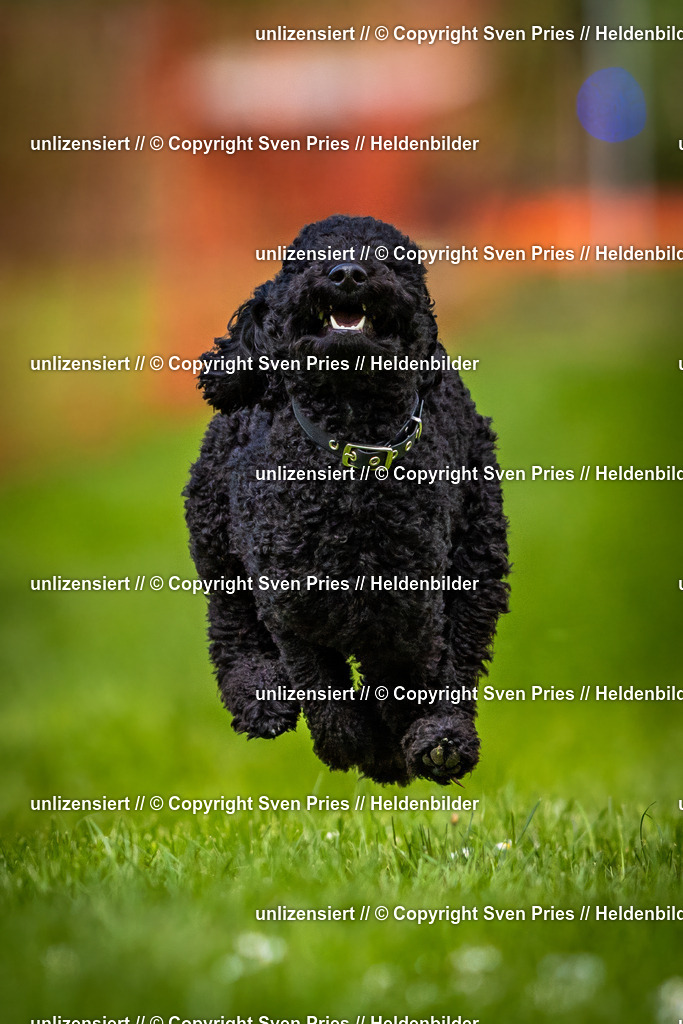 Sven Pries | 2025-04-13 - Hunderennen Baden-Baden - Realisiert mit Pictrs.com