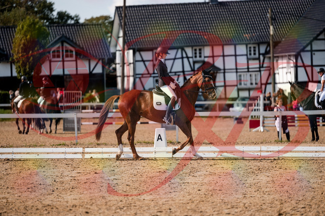 2026_10_03_Siefer-Hof_132859_Z63_90671174 | Professionelle Reitsport-, Turnier- und Eventfotografie von Robert Broda. Galerien mit ausgewählten und bearbeiteten Bildern direkt online ansehen und bestellen.