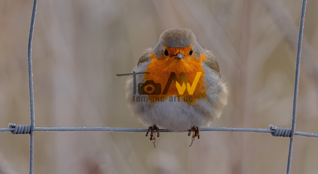 Rotkehlchen im Winter, balancierend auf einem Draht mit Eis | Hochauflösende und hochwertige Bilder und Fotos.Kommerzielle oder private Nutzung ✔ Bilder downloaden✔ Acryl ✔ Leinwand ✔ Poster ✔
 - Realisiert mit Pictrs.com