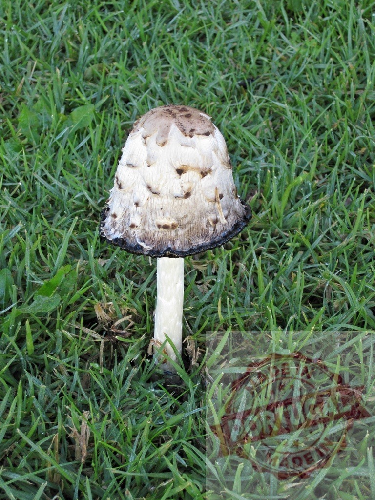 Shaggy mane mushroom growing in green grass lawn | Shaggy mane ink cap mushroom maturing in a natural green lawn environment - Realisiert mit Pictrs.com