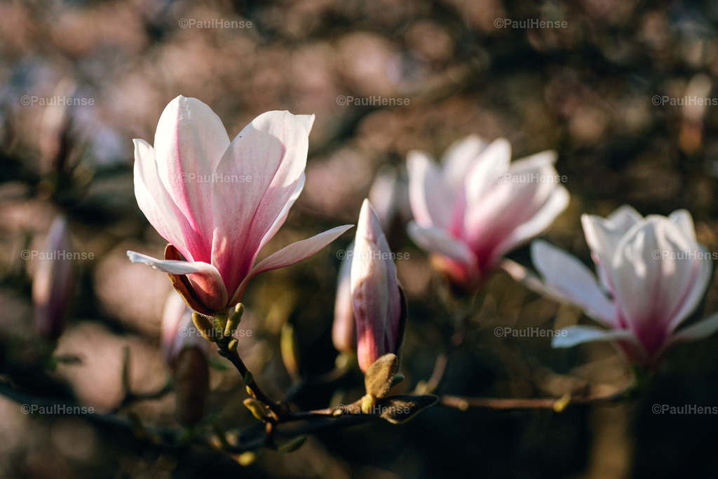 20220324_PaulHense_S0030_DSC03512 | paulhense - Realisiert mit Pictrs.com