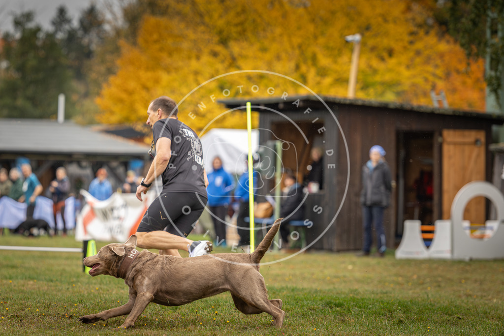 Pfotenfotografie_DV3A1873 | Hundefotografie, Tierfotograf, Pfotenfotografie, Fotoshooting Hund, Hunde Portrait, Hundesport, Hundeportraits, Heideshooting, Hunde, Sportfotograf, Hundefotograf, Turnierhundsport, THS,  - Realisiert mit Pictrs.com