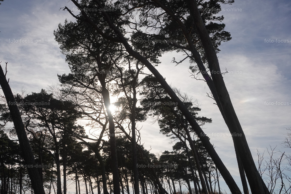 Wind-swept trees in late autumn | foto-focus-online