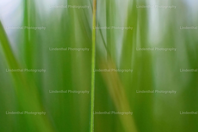 P1014146 | Lindenthal.ART - Fotografie und Kunstdrucke auf verschiedenen Medien für dein Zuhause, Büro oder Praxis. Natur und Landschaftsbilder oder Digital ART mit harmonischen Farben und Motiven. - Realisiert mit Pictrs.com